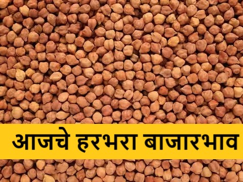 Latest News Today's market price of gram crop in maharashtra | रविवारच्या दिवशी लाल हरभऱ्याची आवक, कुठे काय बाजारभाव मिळाला? 