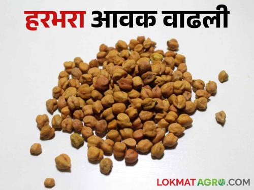 Gram imports increased in the state; Read what rates are available | Harbhara Bajarbhav राज्यात हरभरा आवक वाढली; वाचा काय मिळतोय दर