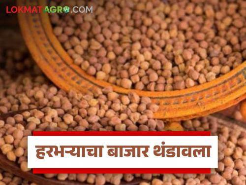 latest news Harbhara Market: Big drop in the price of Harbhara; Read the reason in detail | Harbhara Market : हरभऱ्याच्या दरात मोठी घसरण; काय आहे कारण वाचा सविस्तर