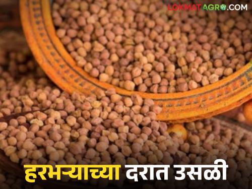 latest news Chana Market : Strong jump in Chana prices; Know the details | Chana Market : हरभऱ्याच्या भावात जोरदार उसळी; जाणून घ्या सविस्तर