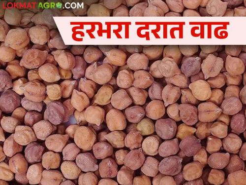 Harbhara Market: Harbhara near the farmers has run out and the price has increased | Harbhara Market : शेतकऱ्यांजवळचा हरभरा संपला अन् दरात झाली वाढ कसा मिळतोय दर