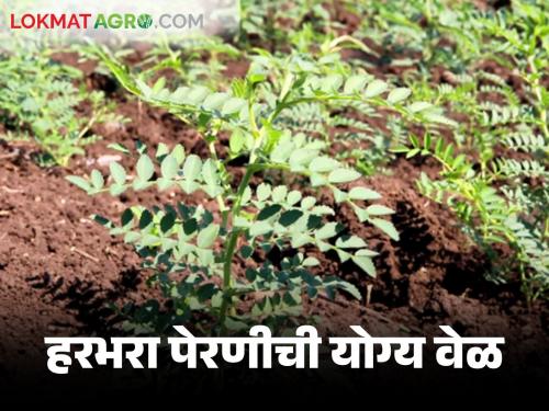 Harbhara Lagwad : When to sow for more production of arable and irrigated gram | Harbhara Lagwad : जिरायत व बागायत हरभऱ्याच्या अधिक उत्पादनासाठी कधी करावी पेरणी