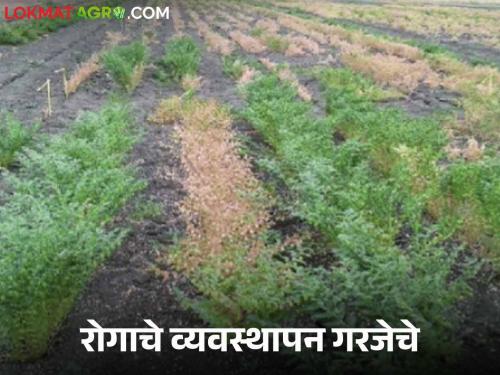 Harbhara Mar Rog Niyantran : How to manage mar disease on Harbhara crop read in detail | Harbhara Mar Rog Niyantran : हरभरा पिकावरील मर रोगाचे कसे करावे व्यवस्थापन वाचा सविस्तर