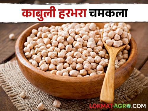 Latest News 13 may 2024 Todays Gram Market Price in market yards check price details | Gram Market : काबुलीनंतर पिवळा हरभरा टॉपवर, वाचा आजचे सविस्तर बाजारभाव