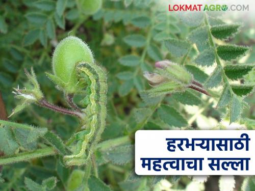 Simple sprays for the control of pod borer in chick pea crop at present situation | हरभरा पिकातील सद्यस्थितीत घाटे अळीच्या नियंत्रणासाठी करा ह्या सोप्या फवारण्या