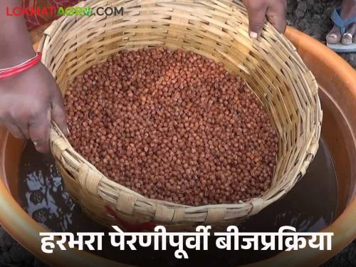 Latest News Harbhara Sowing Gram sowing should be done only after seed treatment know in detail  | Harbhara Seed Treatment : हरभरा पेरणी बीजप्रक्रिया करूनच करावी, कारण.... जाणून घ्या सविस्तर 