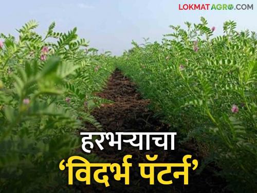 Latest news agriculture News Emphasis on Vidarbha Pattern harbhara sowing in rabbi season 2024 | Harbhara Sowing : खरिपात साेयाबीन, तर रब्बीत हरभऱ्याचा ‘विदर्भ पॅटर्न’ यंदाही जाेमात! वाचा सविस्तर