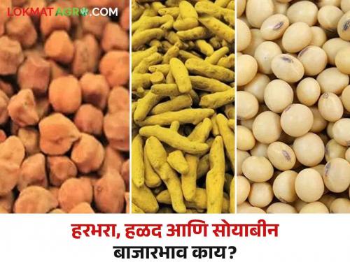 Market Update: Turmeric, soybeans fell; Gram prices increased? | Market Update : हळद, सोयाबीन घसरले; हरभऱ्याचे भाव वधारले?