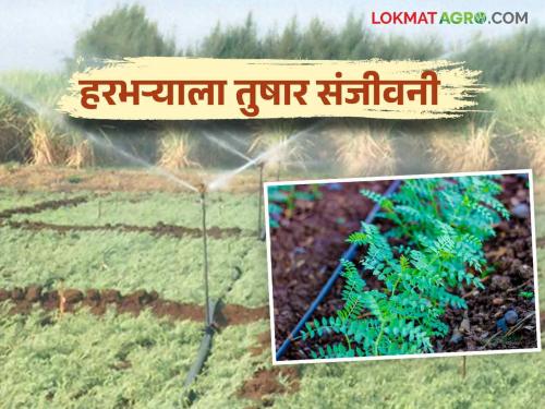 Read more about the benefits of sprinkler irrigation in chick pea gram crops | हरभरा पिकात तुषार सिंचनाने पाणी देण्यामुळे कसे होतात फायदे वाचा सविस्तर