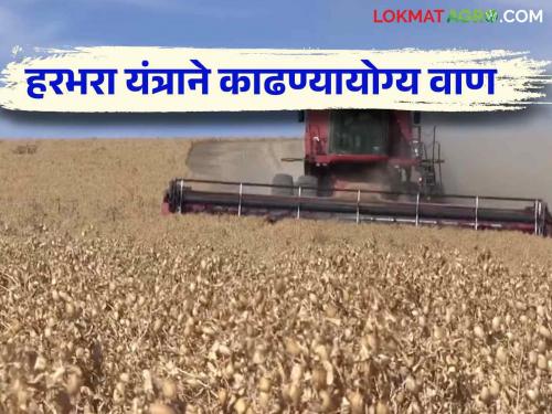 Harbhara Lagwad : Want to harvest chick pea by harvester machines? Sow these two varieties | Harbhara Lagwad : यांत्रिक पद्धतीने हरभरा काढणी करायचीय? पेरा हे दोन वाण