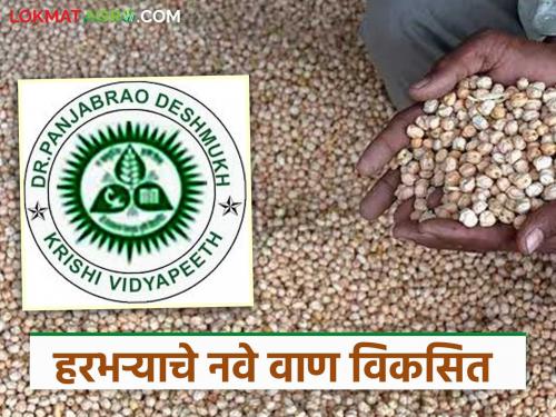 Latest News Chana Variety Successful development of new variety of gram 'Kabuli-5 by akola university | Chana Variety : 104 दिवसांत येणारे, सर्वाधिक उत्पादन देणारे हरभऱ्याचे नवे वाण आले!