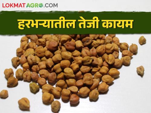 Boom in gram due to reduced production this year; However, recession in Maize, Turi | यंदा उत्पादन कमी झाल्याने हरभऱ्यामध्ये तेजी; मका, तुरीमध्ये मात्र मंदी