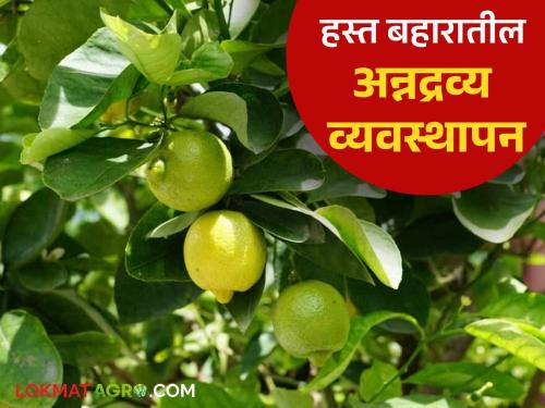 Kagazi Lemon : How to do fertilizer management for kagazi lemon crop in hasta bahar | Kagazi Lemon : कागदी लिंबू पिकासाठी हस्त बहारात कसे कराल खत व्यवस्थापन