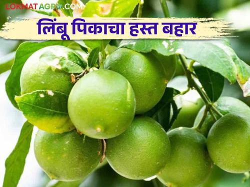 Hasta Bahar Management in Kagzi Lime fruit Crop | कागदी लिंबू पिकात हस्त बहार धरताय कसे कराल व्यवस्थापन