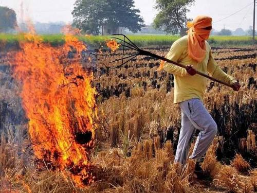 increased air pollution; Impact on agricultural land fertility, do not burn this organic material accidentally.. | हवेचे प्रदूषण वाढले; शेतजमीन सुपिकतेवर परिणाम, हे सेंद्रीय पदार्थ चुकूनही जाळू नका..