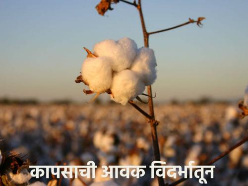 cotton market: 3 thousand 994 quintal cotton inflow in the state, where is the price? | cotton market:  राज्यात ३ हजार ९९४ क्विंटल कापसाची आवक, कुठे कसा भाव मिळतोय?