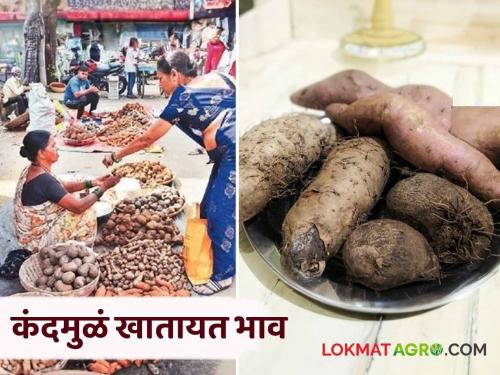 Even in the era of fast food, there is a huge demand for healthy tuber roots on the eve of Diwali | फास्टफूडच्या जमान्यातही दिवाळीच्या तोंडावर आरोग्यदायी कंदमुळांना मोठी मागणी