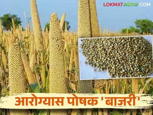 Bajari Health Benefits : Various health benefits of eating millets in winter | Bajari Health Benefits : हिवाळ्यात बाजरी खाण्याचे विविध आरोग्यदायी फायदे