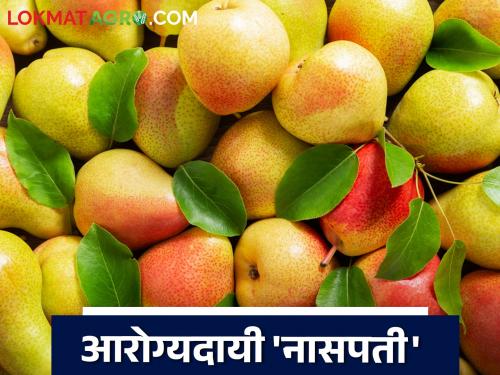 Nasapati Fruit: Nasapati is effective against various diseases | Nasapati Fruit : विविध आजारांवर गुणकारी त्रिदोषनाशक नासपती