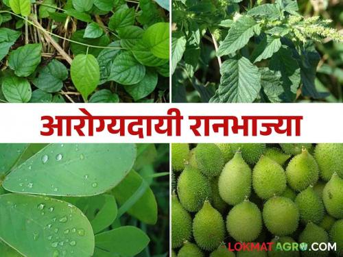 Health will be strong only if healthy wild vegetables are included in the daily diet | दररोजच्या आहारात आरोग्यदायी रानभाज्यांची असेल साथ तरच असेल आरोग्य दमदार