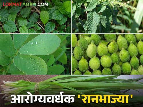 Rannbhaji: These rare wild vegetables of tribals are vital for human health | Rannbhaji : आदिवासींच्या या दुर्मिळ रानभाज्या मानवी आरोग्यासाठी ठरतायत संजीवनी