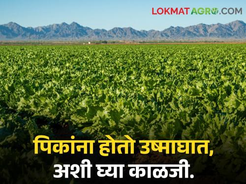 Latest News What to do and what not to do to protect agriculture from heat | Heatstroke : उन्हापासून शेतीचे संरक्षण करण्यासाठी काय करावे आणि काय करु नये? वाचा सविस्तर 