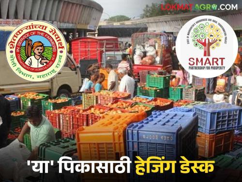 Latest News Hedging desk for cotton, turmeric and maize crops under SMART project, read in detail | स्मार्ट प्रकल्पांतर्गत कापूस, हळद आणि मका पिकांसाठी हेजिंग डेस्क, वाचा सविस्तर 