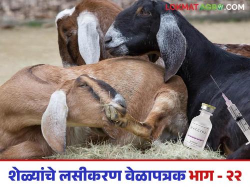 Latest news Sheli Palan Keep a vaccination schedule ready in goat farming business Read in detail | Goat Farming Disease : शेळीपालन व्यवसायात लसीकरण वेळापत्रक तयार ठेवा, अन्यथा.... वाचा सविस्तर 