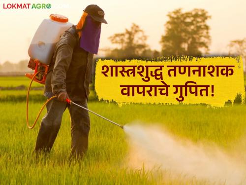 latest news Herbicide Spray: Right time for weed control; Read Agriculture Department's advice to farmers in detail | Herbicide Spray: तण नियंत्रणाची योग्य वेळ; कृषी विभागाचा शेतकऱ्यांना सल्ला वाचा सविस्तर