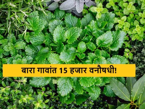 Latest news Plantation of 15 thousand herbs in twelve villages of Sinnar taluka | सिन्नर तालुक्यातील बारा गावांत 15 हजार वनौषधींची लागवड, वन विभागाचा उपक्रम