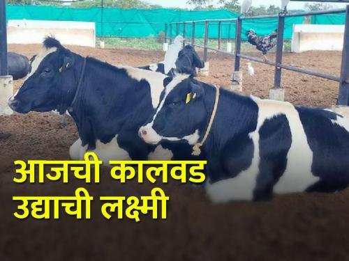 How to rearing calves in dairy farming? | दुग्धव्यवसायात वासरांचे संगोपन कसे करावे?