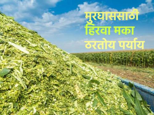 There is a huge demand for Murghas for animal fodder, green maize is a good alternative | जनावरांच्या चाऱ्यासाठी मुरघासला प्रचंड मागणी, हिरवा मका ठरतोय चांगला पर्याय