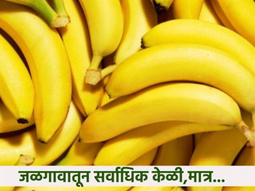 The arrival of banana in Jalgaon is increasing, but the price per quintal is high | जळगावात केळीची आवक वाढती, क्विंटलमागे भाव मात्र कवडीमोल