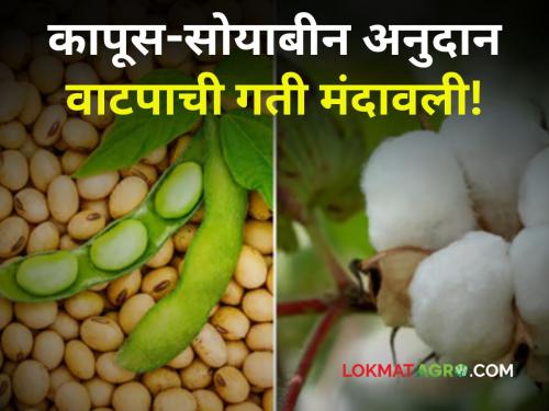 maharashtra farmer cotton soybean producer subsidy per hector 5 thousand ruppes distribution slows down! Why farmers do not get money? | तिजोरीत पैसे असूनही कापूस सोयाबीन अनुदान वाटप मंदावले! शेतकऱ्यांना का मिळेनात पैसे?