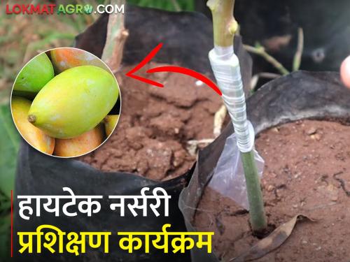 Latest News Employment from saffron mango grafting, activities for tribal youth | केसर आंब्याच्या कलमातून मिळणार रोजगार, आदिवासी तरुणांसाठी उपक्रम