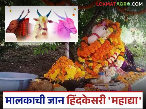 The twelfth death anniversary of this bull was celebrated; Kirtan and flower-throwing program was also organized | चक्क 'या' बैलाची साजरी केली बारावी पुण्यतिथी; कीर्तन आणि फुलं टाकण्याचाही कार्यक्रम