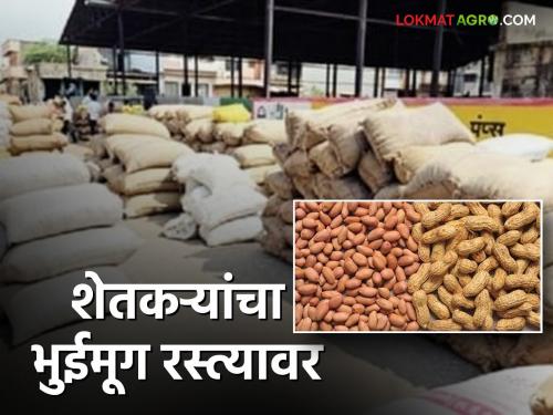 In Hingoli Market Yard traders will not removing buy stocks from market ground; Farmers' groundnuts on the road | Hingoli Market Yard मोंढ्यातून व्यापाऱ्यांच्या थप्प्या हटेनात; शेतकऱ्यांचा भुईमूग रस्त्यावर