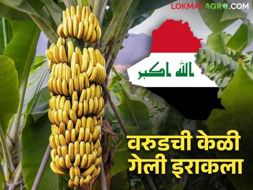 Banana Success Story warud banana, which was cultivated by changed to traditional crops, has now gone to Iraq | Banana Success Story पारंपरिक पिकांना फाटा देत लागवड केलेली वरुडची केळी गेली आता इराकला 