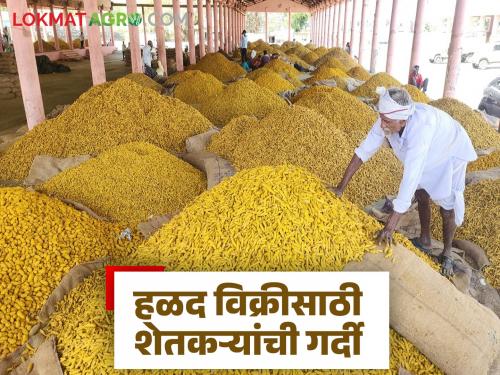 latest news Hingoli Bazaar Samiti: Farmers rush to sell Halad; 3-day wait at market yard Read in detail | Hingoli Bajar Samiti: हळद विक्रीसाठी शेतकऱ्यांची गर्दी; मार्केट यार्डात ३ दिवसांचा थांबा वाचा सविस्तर