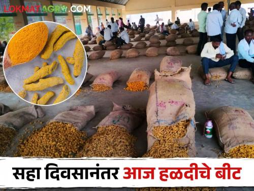 Turmeric beet today after six days; Queue of vehicles outside Hingoli Market Yard | Turmeric Market सहा दिवसानंतर आज हळदीचे बीट; हिंगोली मार्केट यार्डाबाहेर वाहनांची रांग