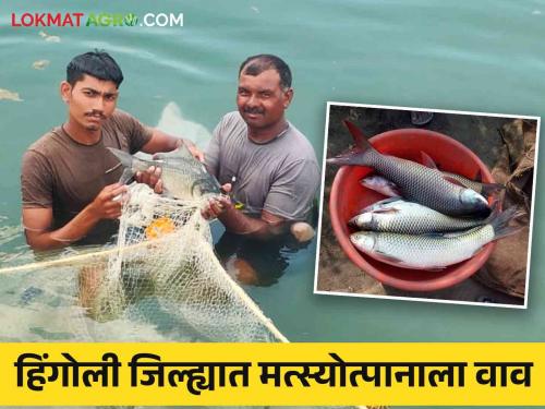 Latest News Promotion of fish production in Hingoli district, production of 2 crore fish seeds in Tondapur KVK | Fish Farming : हिंगोली जिल्ह्यात मत्स्योत्पादनाला चालना, तोंडापूर केव्हीकेत 2 कोटी मत्स्यबीजनिर्मिती