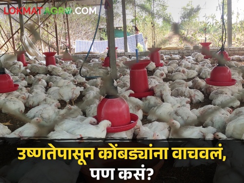 Latest News Use of curd to protect chickens from heat says polutry farm farmers | कोंबड्यांना उष्णतेपासून वाचविण्यासाठी 'या' शेतकऱ्याने काय केलं पहाच? वाचा सविस्तर