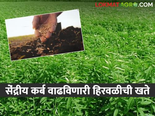 Green Manure will support green manures; There will be an increase in income by maintaining the fertility of the land | Green Manure हिरवळीचे खते देईल साथ; जमिनीची सुपीकता राखत उत्पन्नात होईल वाढ