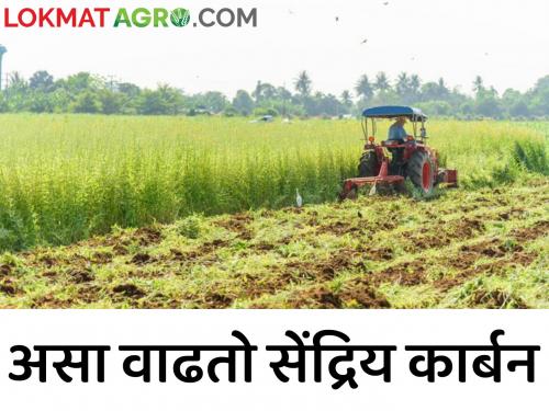 To increase organic carbon in the soil; So plant this crops | मातीतील सेंद्रिय कर्ब वाढवायचाय; तर करा ह्या पिकांची लागवड