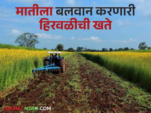 Cultivation of these two green manure crops to increase the organic carbon in soil | सेंद्रिय कर्ब वाढविण्यासाठी हिरवळीच्या खतातील ह्या दोन पिकांची करा लागवड