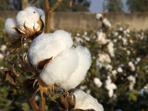 Proposal for subsidy for farmers testing lab for cotton ginning in Marathwada | मराठवाड्यात लवकरच होणार जिनींग टेस्टींग लॅब, शेतकऱ्यांना होणार फायदा