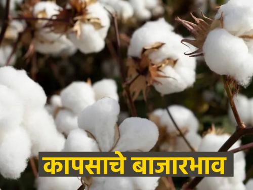 The arrival of cotton has increased, what is the price being received in which market committee? | कापसाची आवक वाढली, कोणत्या बाजारसमितीत काय मिळतोय भाव?