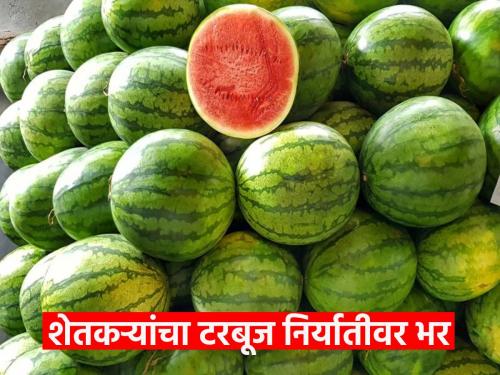 Gujarat, Delhi get higher prices for watermelons, farmers focus on export! | गुजरात, दिल्लीला टरबुजांना मिळतो जास्त भाव, निर्यातीवर शेतकऱ्यांचा भर !