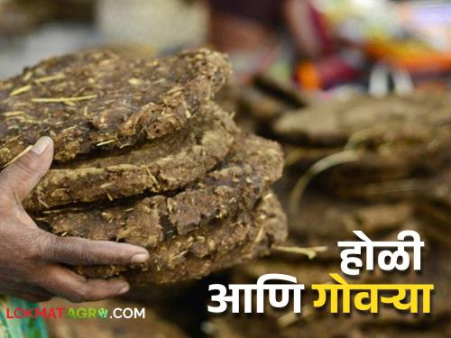 Holi festival special; The tradition of making cowdung cake from dung is being preserved | होळी सण विशेष; जपली जातेय शेणापासून गोवऱ्या बनविण्याची परंपरा