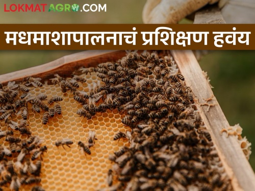 Farmer brothers need beekeeping training? Apply here | शेतकरी बांधवांनो.. मधमाशापालन प्रशिक्षण पाहिजे? येथे करा अर्ज